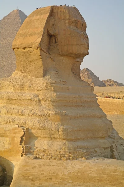 Esfinge Majestoso em Cairo, Egito . — Fotografia de Stock