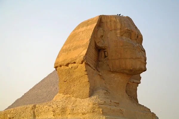 Μεγαλοπρεπή Σφίγγα στο Κάιρο, Αίγυπτος. — Φωτογραφία Αρχείου
