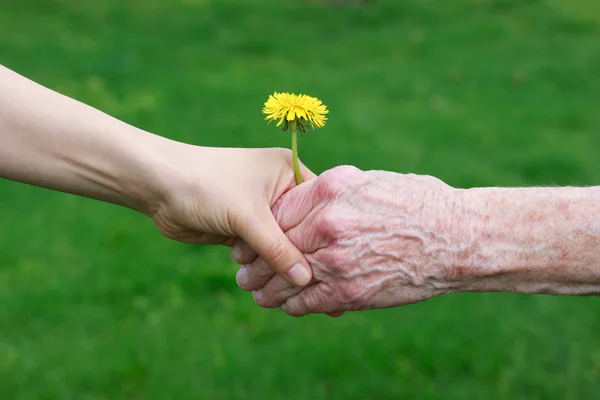 Tangan muda dan senior memegang dandelion — Stok Foto
