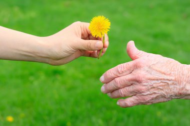 Giving a Dandelion to Senior clipart