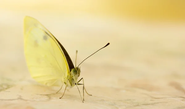 Small white butterfly — Stock Photo, Image