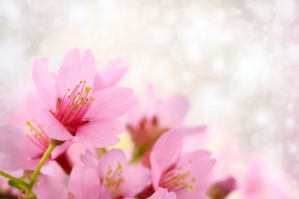 Kiraz çiçekleri arka plan — Stok fotoğraf