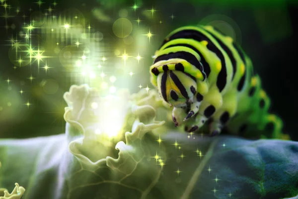 Caterpillar Magic — Stock Photo, Image