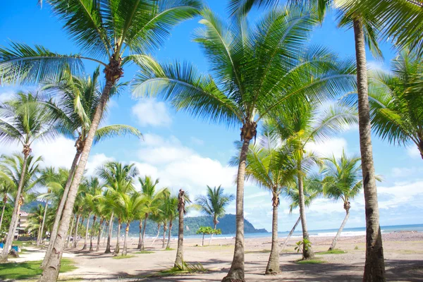 Tropical beach with palm trees — Stock Photo, Image
