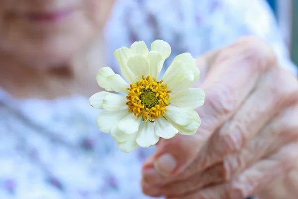 Senior senhora segurando branco zinnia — Fotografia de Stock