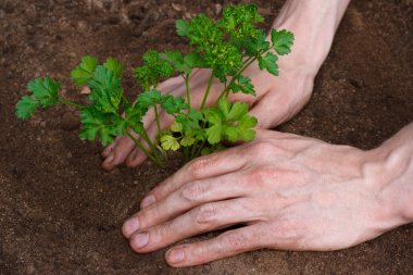 Planting young parsley clipart