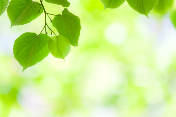 Frühlingsgrüne Blätter — Stockfoto