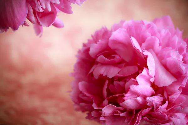 Różowe kwiaty piwonii — Zdjęcie stockowe