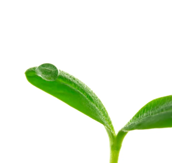 Νεαρό φυτό με μια σταγόνα — Φωτογραφία Αρχείου