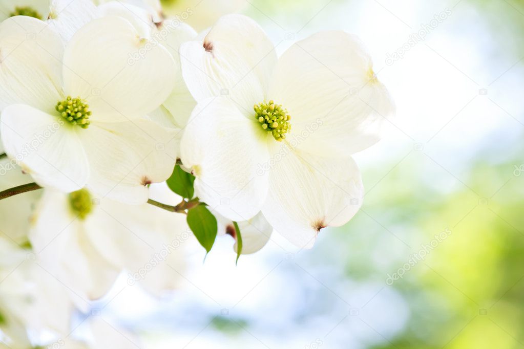 White dogwood flower