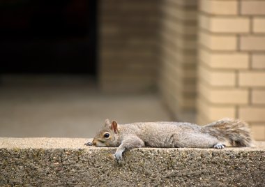 Squirrel resting clipart