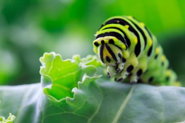 Swallowtail caterpillar clipart