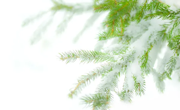 Pine tree with snow — Stock Photo, Image