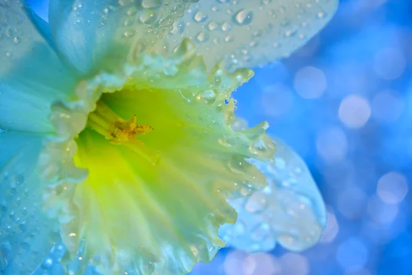 Daffodilo místico — Fotografia de Stock