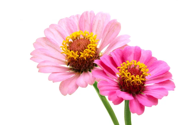 两个粉红色的百日草花 — 图库照片