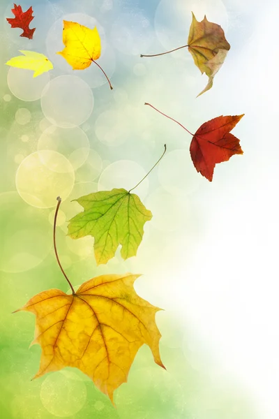 Hojas de otoño sobre fondo de color suave — Foto de Stock