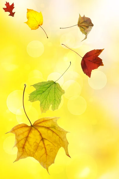 Autumn leaves on soft yellow background — Stock Photo, Image
