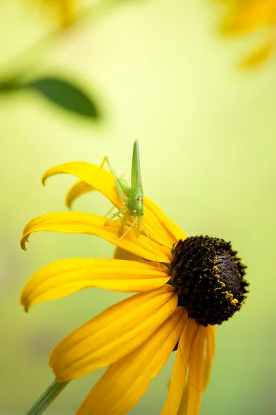 Квіти Рудбекії з коником — стокове фото