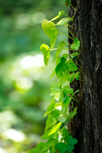 나무 줄기에 아이비 — 스톡 사진