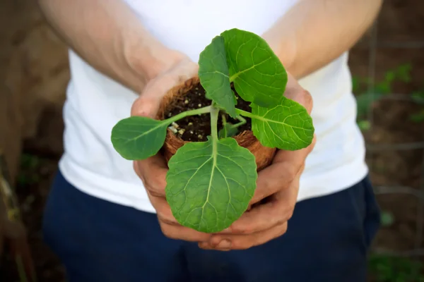 Brócoli joven — Foto de Stock