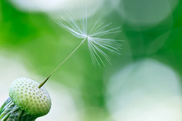 stock image Single dandelion seed