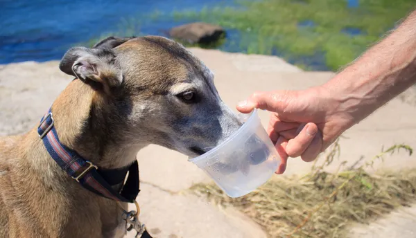 Retired greyhound dog drinking wate — Stock Photo, Image