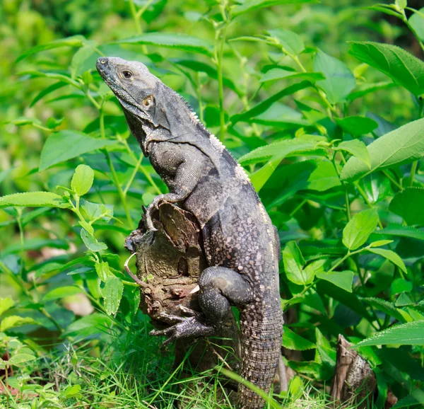 Iguana silvestre en el bosque —  Fotos de Stock