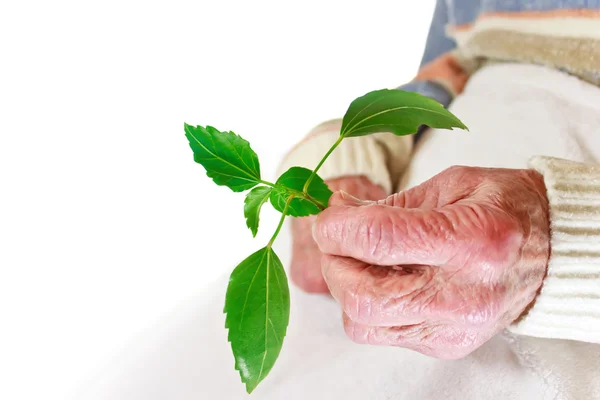 年配の女性持株緑色植物 — ストック写真