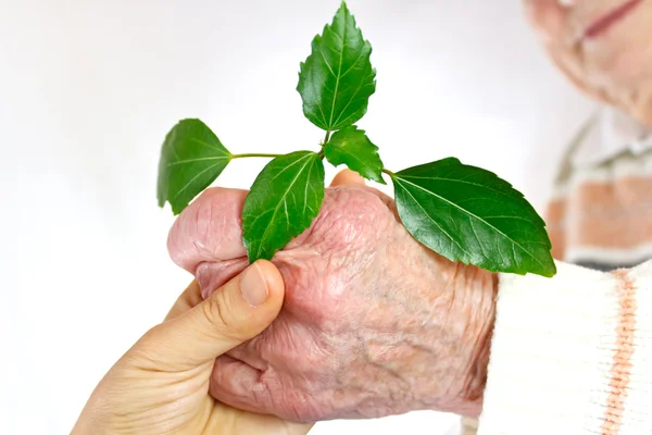 Alte und junge Hände halten grüne Pflanze — Stockfoto
