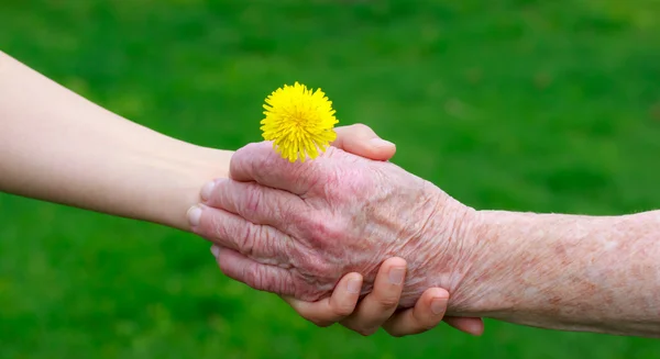 Senior and young hands holding a dandelion Royalty Free Stock Photos
