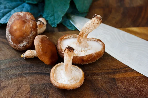 버섯, 케 일 — 스톡 사진