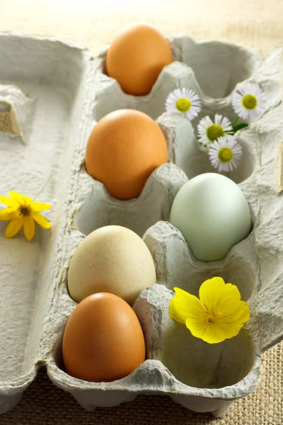 Biologische kleurrijke eieren — Stockfoto