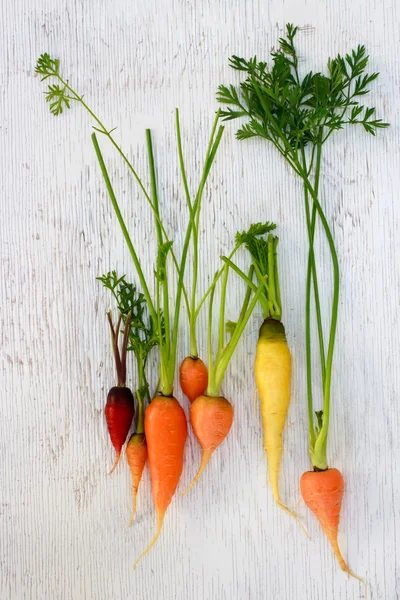 Ekologisk färgglada garden morötter — Stockfoto