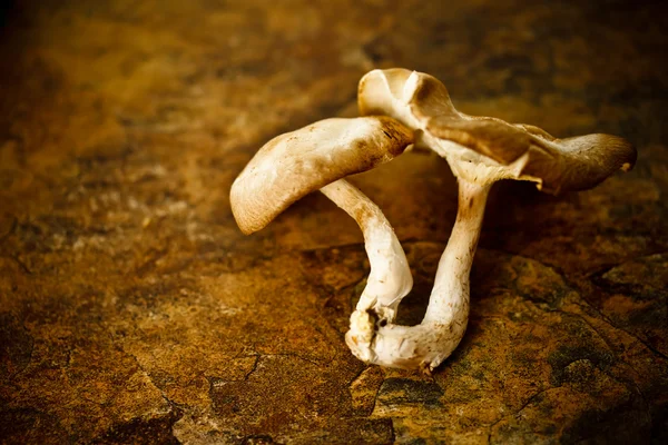 Cogumelo merdoso — Fotografia de Stock
