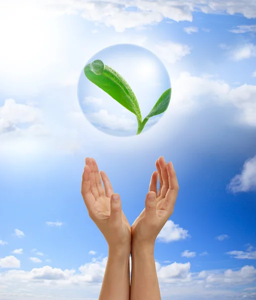 stock image Hands holding young plant in a bubble