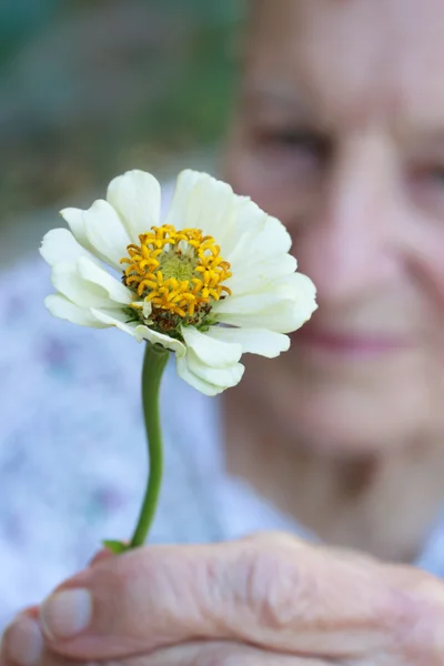 Dame âgée tenant zinnia blanche — Photo