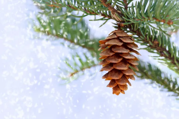 Сосновый конус со снегом — стоковое фото