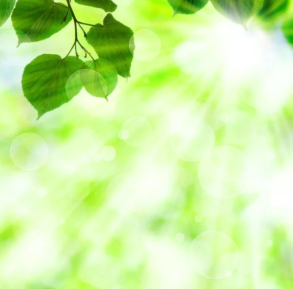Raggio di sole primaverile con foglie verdi — Foto Stock