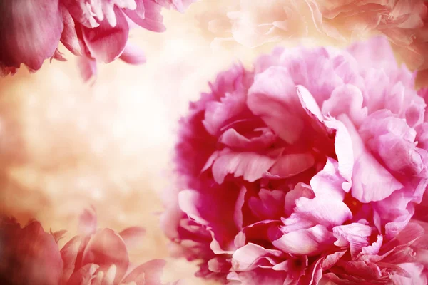 Fleurs pivoines roses — Photo
