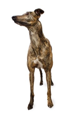 Standing Greyhound Isolated on White clipart