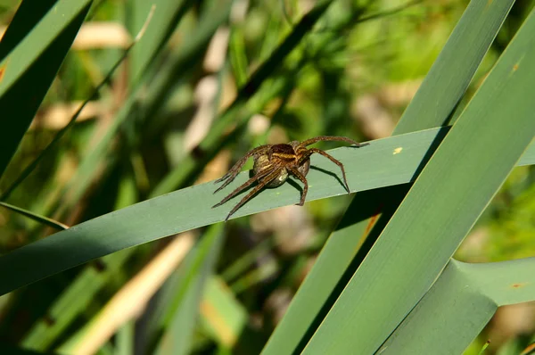 Araña gira una telaraña — Foto de Stock