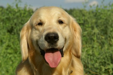 golden retriver köpeğin portresi