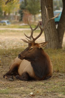 Elk on ground clipart