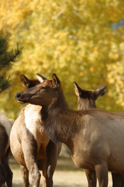 Elk in fall clipart