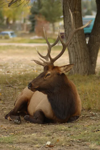 stock image Elk on ground