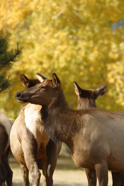 stock image Elk in fall