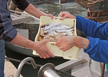 Fishermen unloading crate of fish clipart