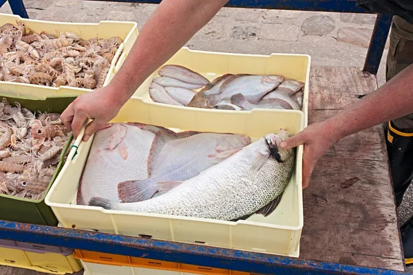 板条箱新鲜捕捞的鱼 — 图库照片