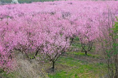 Blooming peach tree clipart