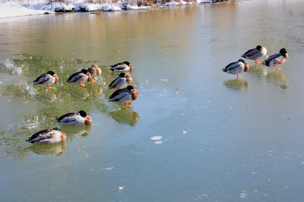Enten im zugefrorenen See — Stockfoto